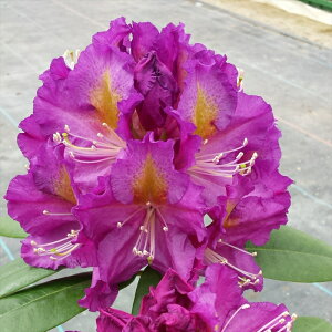 予約販売 シャクナゲ パープルマジック 5号鉢 開花予定株 西洋シャクナゲ しゃくなげ 石楠花 花苗 常緑 花木 tks 11月下旬以降発送