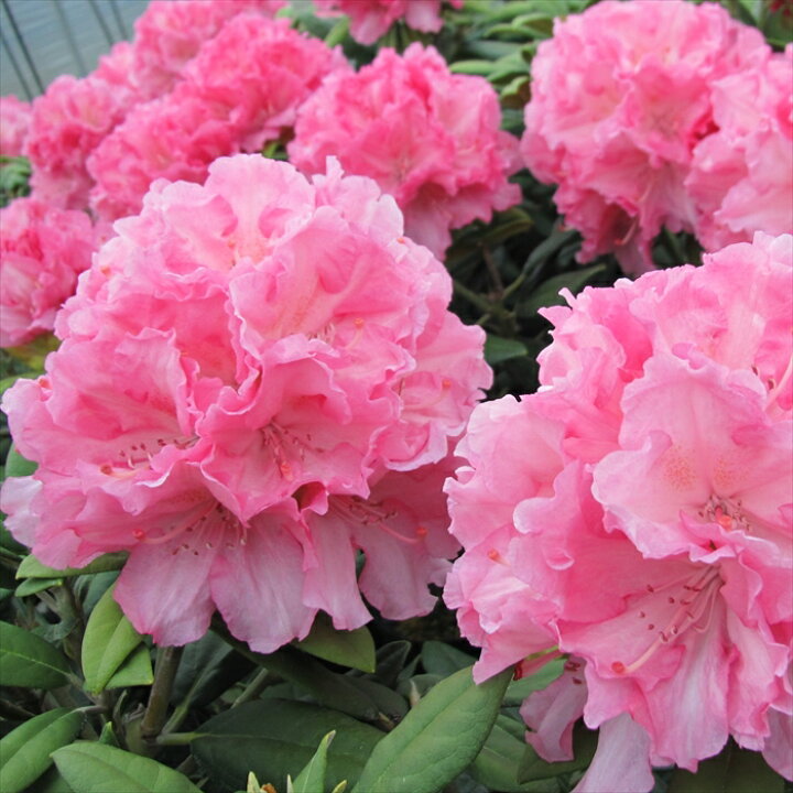 楽天市場 予約販売 シャクナゲ ハイドンハンター 5号鉢 開花予定株 蕾付き 西洋シャクナゲ 石楠花 Tse 2月下旬以降発送 フラワーネット 日本花キ流通