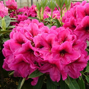 \̔ VNiQ ~bhiCg 5 Jԗ\芔 mVNiQ ႭȂ Γ ԕc  Ԗ tks 11{ȍ~