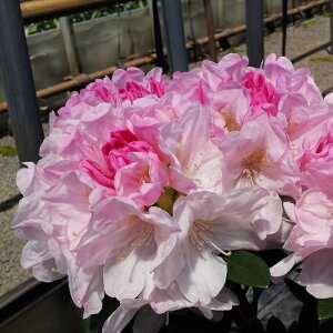 予約販売 シャクナゲ モーニングマジック 5号鉢 開花予定株 西洋シャクナゲ しゃくなげ 石楠花 花苗 常緑 花木 tks 11月下旬以降発送