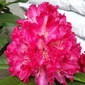 予約販売 シャクナゲ 紅富士 5号鉢 開花予定株 西洋シャクナゲ しゃくなげ 石楠花 花苗 常緑 花木 tks 11月下旬以降発送