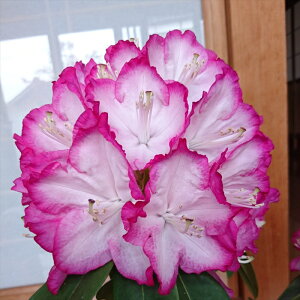 予約販売 シャクナゲ 夢路 5号鉢 開花予定株 西洋シャクナゲ しゃくなげ 石楠花 花苗 常緑 花木 tks 11月下旬以降発送