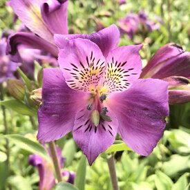 楽天市場 アルストロメリア 品種の通販