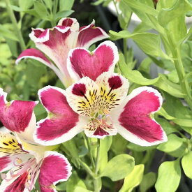 楽天市場 宿根草 苗の通販