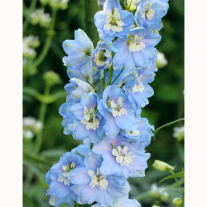 �\��̔� �f���t�B�j���[�� �c �T�}�[�X�J�C 10.5cm�|�b�g ���N�� �K�[�f�j���O �ԕc �h�����c oom 3�����{�ȍ~����