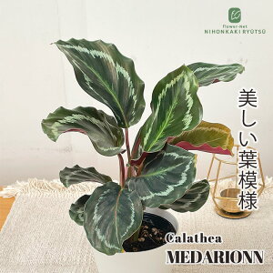 ϗtA JeA _I 4 ϗtA ^   蕨 v[g CeA 