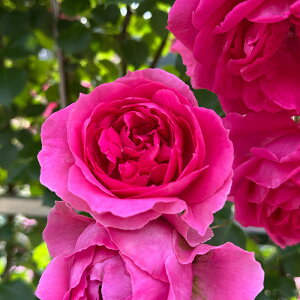 \̔ oc oc o p[h Ԃ炫 KN ΂ sN troe 12{ȍ~