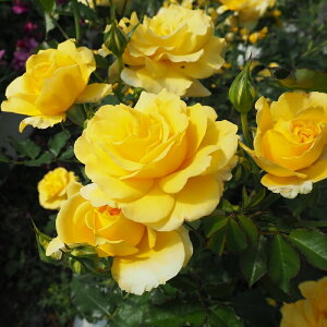 \̔ oc oc o S[hoj[ Ԃ炫 KN ΂ F troe 12{ȍ~