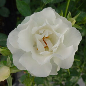 \̔ oc oc o T}[Xm[ G炫 KN ΂  troe 12{ȍ~