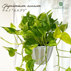 ϗtA |gX em No.017 GXv 5 ݂蔫 ݂艺 nMO  ϗtA  蕨 v[g CeA  o^i