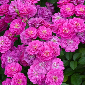 \̔ o c o Vc ͖{o B i^[ io^o蒆 lG炫 KN ΂  sN has 4{ȍ~