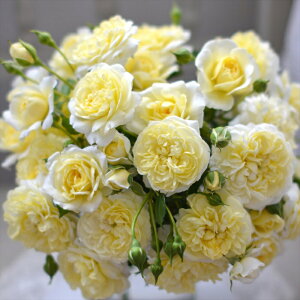 \̔ o c o Vc ͖{o vl io^o蒆 JԂ炫 KN ΂  F has 4{ȍ~