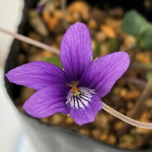 \̔ X~ c _X~ 7.5cm|bg݂ R쑐 N K[fjO ԕc h nfs 11{ȍ~