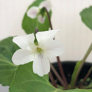 \̔ X~ c VRX~ 7.5cm|bg݂ R쑐 N K[fjO ԕc h nfs 11{ȍ~