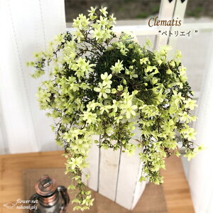 \̔ N}`X ygGC 5  F Mtg v[g A  3{ȍ~