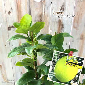 楽天市場 庭木 果実の通販