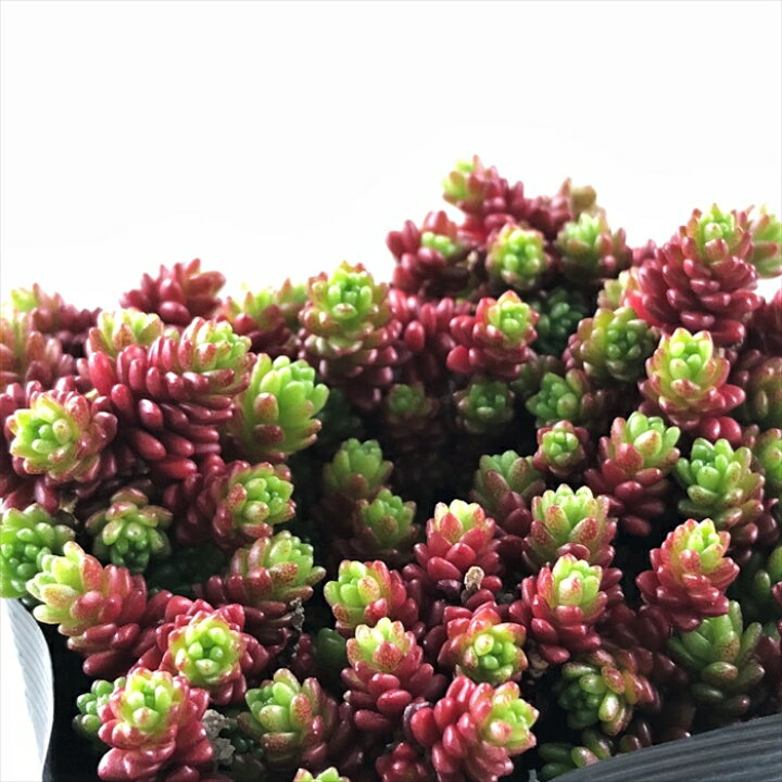 楽天市場】多肉植物 seセダム モリムラマンネングサ 7.5cmポット 多肉 