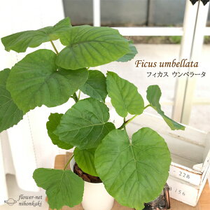 ウンベラータ 観葉植物の人気商品 通販 価格比較 価格 Com ウンベラータ 観葉植物の人気商品 通販 価格比較 価格 Com