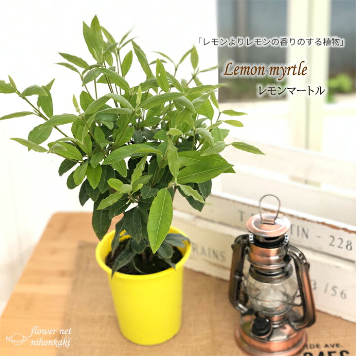 楽天市場 レモンマートル 4号鉢 苗 ハーブ 常緑低木 メディカルハーブ アロマ Herb フラワーネット 日本花キ流通