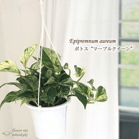 楽天市場 ポトス マーブルクイーンの通販