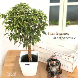 楽天市場 花 観葉植物 種類 植物 ベンジャミン 花 ガーデン Diy の通販