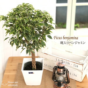 斑入り 観葉植物の人気商品 通販 価格比較 価格 Com