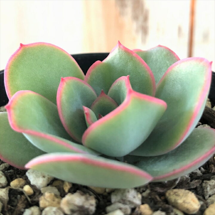 楽天市場】多肉植物 skエケベリア モーニングデュー 多肉植物 