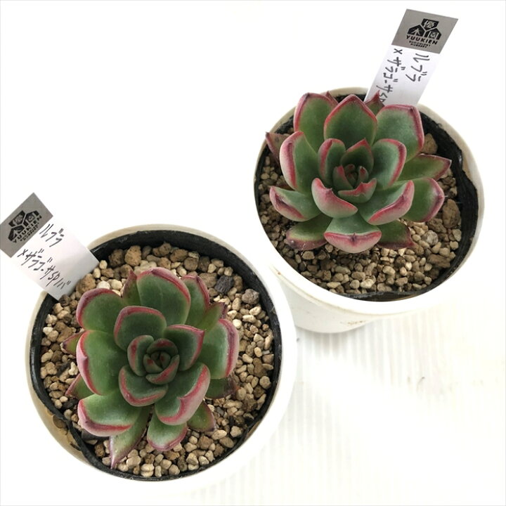 楽天市場】多肉植物 yukエケベリア ルブラ×ザラゴーサspノバ 
