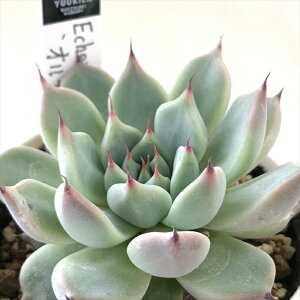 �����A�� yuk�G�P�x���A �I���e�K �����A�� �D�؉�����̕c ������ �������� �G�P�x���A 6cm�|�b�g �y����l�l1�_����z