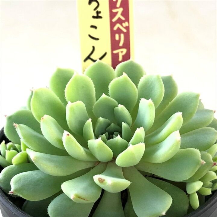 楽天市場】多肉植物 oriミックスベリア No.008 ちょこん 多肉植物 お 