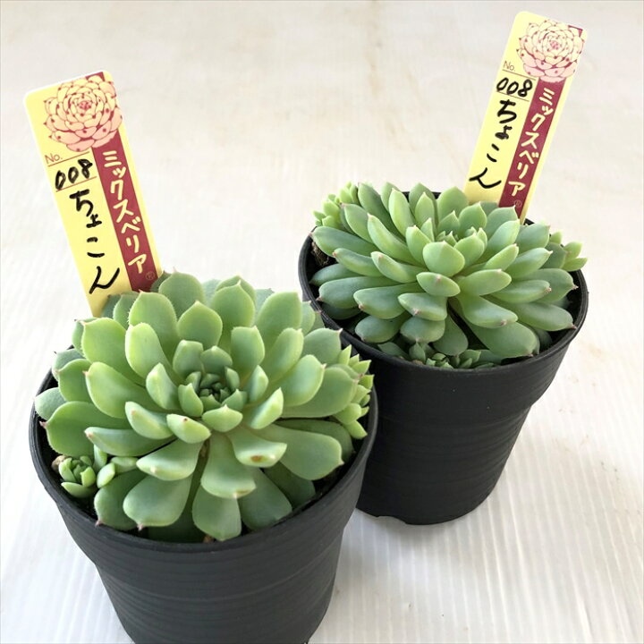 楽天市場】多肉植物 oriミックスベリア No.008 ちょこん 多肉植物 お 