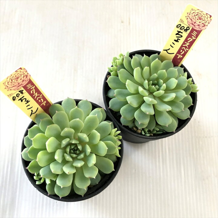 楽天市場】多肉植物 oriミックスベリア No.008 ちょこん 多肉植物 お
