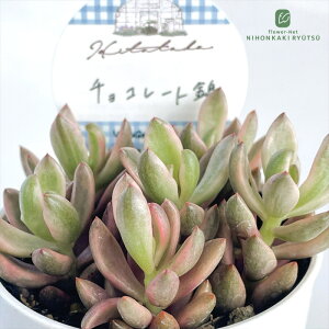 A HitotabaOvgy^ `R[g A qg^oc Ovgy^ 6cm|bg