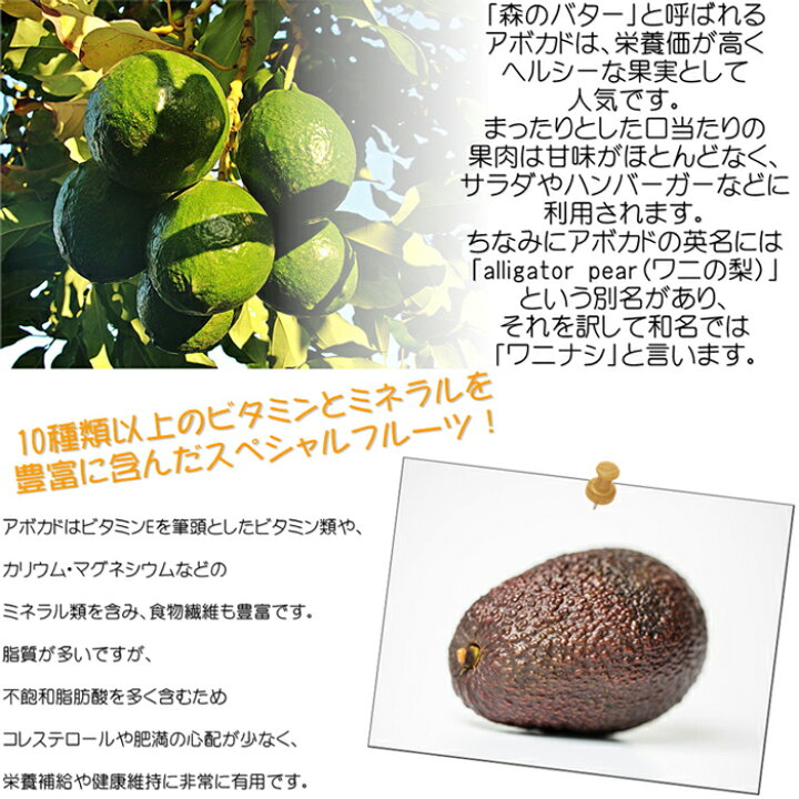 楽天市場 アボカド 10 5cmポット 苗木 果樹 フラワーネット 日本花キ流通