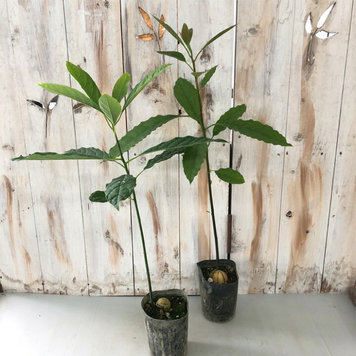 楽天市場 アボカド 10 5cmポット 苗木 果樹 フラワーネット 日本花キ流通