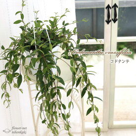 楽天市場 垂れ下がる 植物の通販