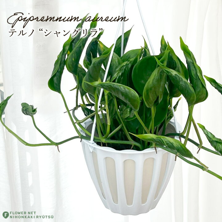 楽天市場】観葉植物 ポトス テルノ No.010 シャングリラ 5号鉢 観葉 