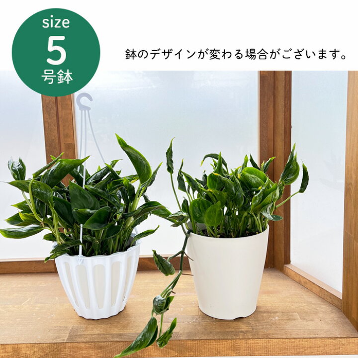 楽天市場】観葉植物 ポトス テルノ No.010 シャングリラ 5号鉢 観葉 