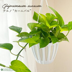 ϗtA |gX em No.006 J[jo 5 ݂蔫 ݂艺 nMO ϗtA  蕨 v[g CeA 