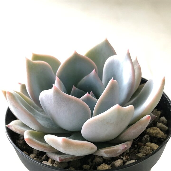 多肉植物 Swkエケベリア ラウリンゼ リラシナ 多肉植物 エケベリア 7 5cmポット フラワーネット 日本花キ流通
