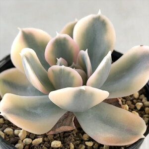 A hmGPxA }JxAi A GPxA 6cm|bg