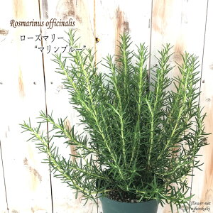 [Y}[ }u[ 劔 5   h c Ԗ n[uc Herb