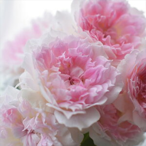 \̔ oc oc ͖{o AW[ io^o蒆 lG炫 KN ΂  sN hao 2{ȍ~