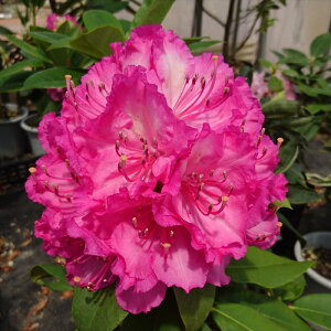 \̔ VNiQ hN^[GY 5 Jԗ\芔 mVNiQ ႭȂ Γ ԕc  Ԗ tks 11{ȍ~