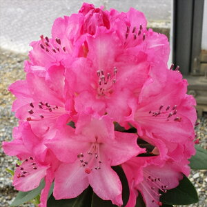 \̔ VNiQ ̏t 5 Jԗ\芔 mVNiQ ႭȂ Γ ԕc  Ԗ tks 11{ȍ~