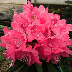 \̔ {VNiQ חtԌz 5 Jԗ\芔 ႭȂ Γ ԕc  Ԗ tks 11{ȍ~