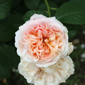 \̔ oc oc T IGeBX W[Fk io^o蒆 lG炫 KN ΂  AvRbg hao 2{ȍ~