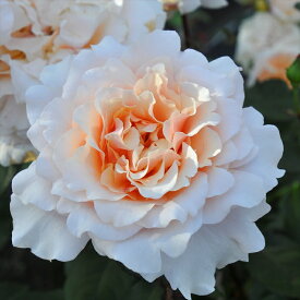 楽天市場 ロサオリエンの通販