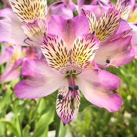 楽天市場 アルストロメリア 品種の通販