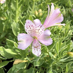 \̔ AXgA c XYUN 10.5cm|bg h ԕc K[fjO c kwi 3{ȍ~